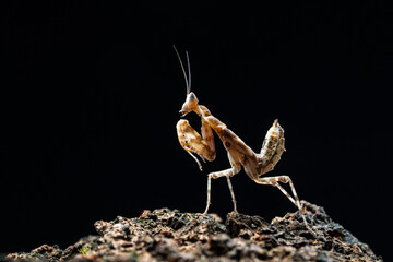 Beautiful orchid mantis closeup on wood