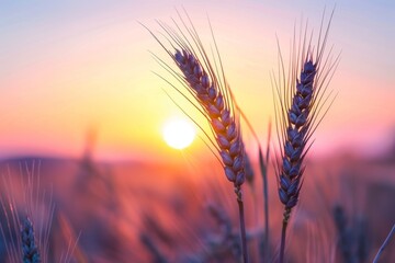 Spikelet of grass silhouetted against a vibrant sunset sky