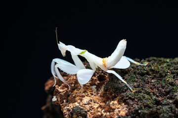 Beautiful orchid mantis closeup on wood