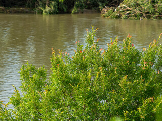大和川の河川敷に生える植物
