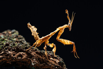 Beautiful orchid mantis closeup on wood