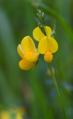 Beautiful close-up of lotus corniculatus