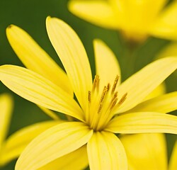 yellow flower closeup, plant, beauty, flora, bloom, garden, spring, blossom, isolated, petal, lilly, flowers, white, petals, summer