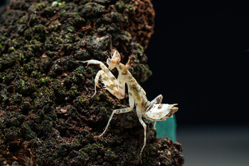 Beautiful orchid mantis closeup on wood