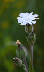 Beautiful close-up of silene latifolia