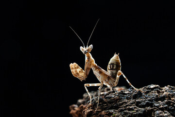 Beautiful orchid mantis closeup on wood