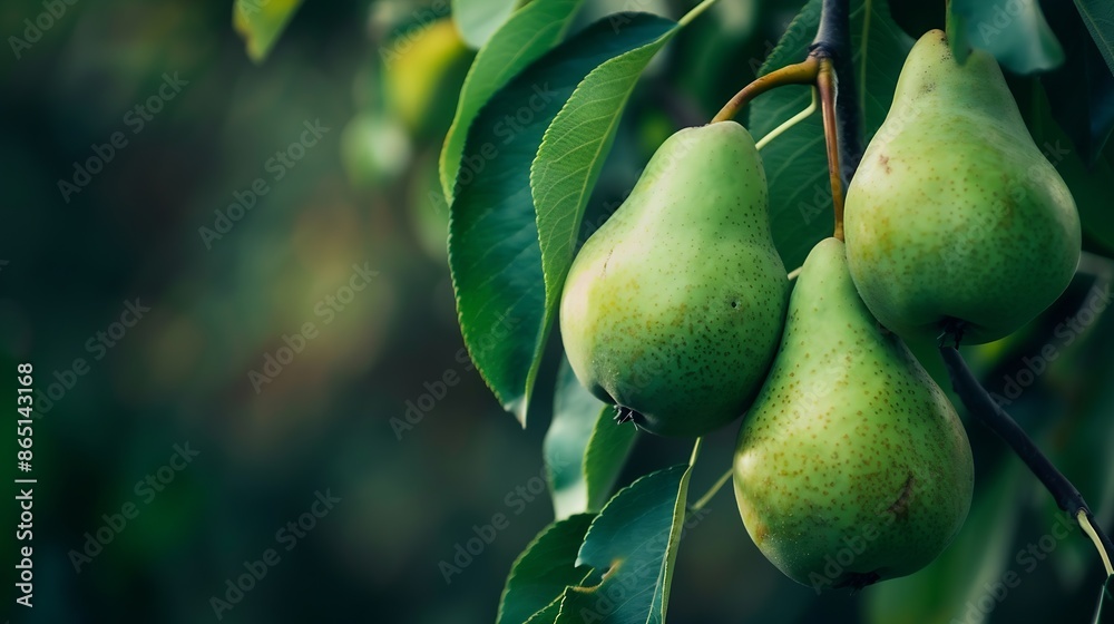 Poster pear on a branch green pears among the leaves unripe fruits selective soft focus : generative ai