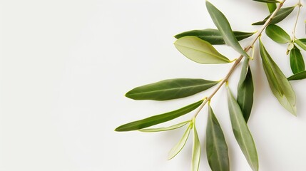 Obraz premium Fresh olive branch leaves isolated on white background closeup : Generative AI