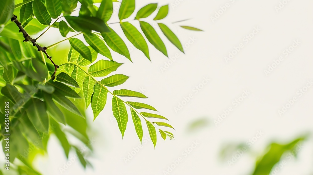 Aufkleber branch leaves or green leaf isolated tree leaf frame : generative ai
