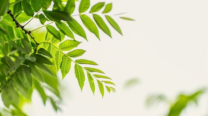 Obraz premium branch leaves or green leaf isolated Tree Leaf Frame : Generative AI