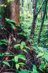 Close-up view of evergreen tree bark covered with greenery. Bright real vital Energy of wild jungle