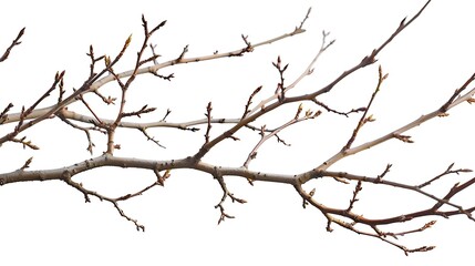 Obraz premium Branches Without Leaves Images Isolated White Background : Generative AI