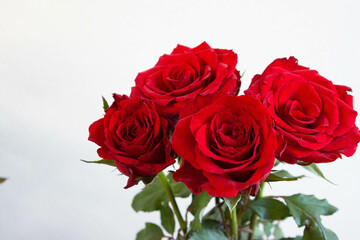 赤い薔薇