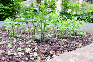 junger Tomaten Strauch 