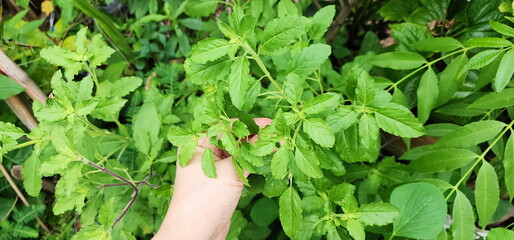 Hand picks organic Holy basil leaves to use in cooking. Ocimum tenuiflorum plant planted in the...
