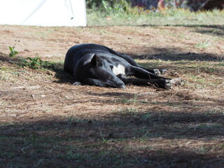 A black short-haired dog sleeps on a sunny lawn. Tired stray dogs rest in the park. Lying in the sun in winter keeps the body warm. Outdoor pet portrait
