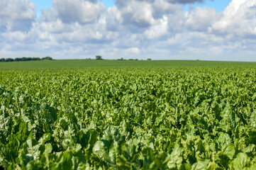 fresh sugar beet, focus on leaves, sky with clouds