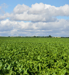 fresh and shiny leaves of sugar beet field under the sky with clouds