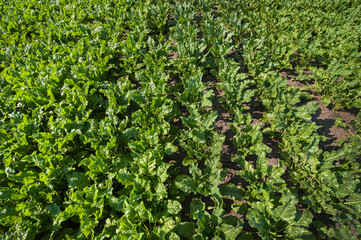 sugar beet leaves rows at field top, view, ripening, close-up