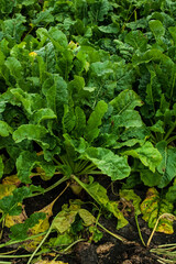 sugar beet field in autumn, green leaves, ripening root crops