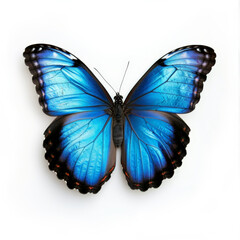 Obraz premium A close-up of a bright blue butterfly with open wings, isolated on white background