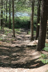 path in the forest