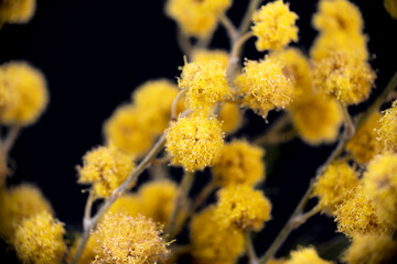 Yellow mimosa flowers with thin branches dark black background macro
