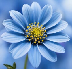 Obraz premium daisy, white, plant, isolated, summer, chamomile, camomile, spring, yellow, beauty, blossom