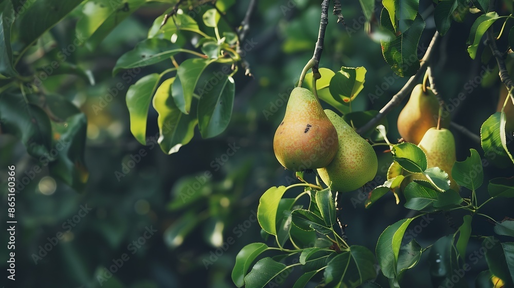 Poster pear on a branch green pears among the leaves unripe fruits selective soft focus : generative ai