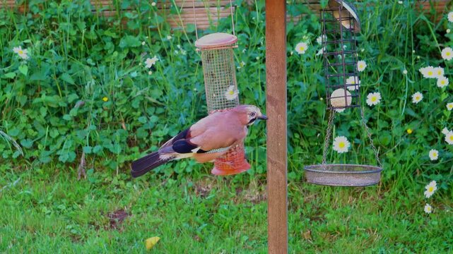 Jay jumping up from the ground to a peanut feeder in spring and to feed her young.