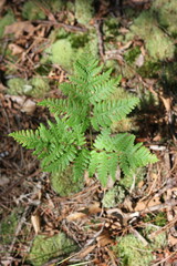 fern leaves in the forest