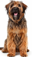 briard dog with a long brown and black coat is smiling meeting guests