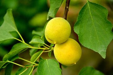 niedojrzałe owoce moreli na gałęzi, dojrzewajaca morela, Morela pospolita, Prunus armeniaca, unripe apricot fruits on a branch, ripening apricot, Common apricot