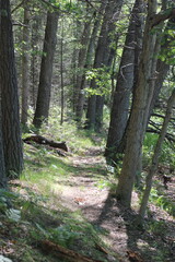 path in the forest