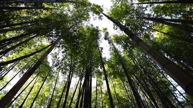 Footage of Parco Segantini, bamboo groove cultivated for a project of urban redevelopment in via Segantini, near the Navigli district, Milan city center, Lombardy region, Italy