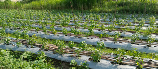 Peanut Planting System in Rice Fields