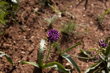 The beautiful Leopoldia comosa plant with purple flowers in the beautiful nature of Kurdistan province of Iran