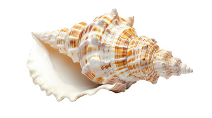 Fototapeta premium Beautiful sea shell
