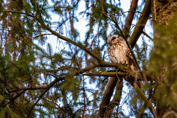 owl in the tree