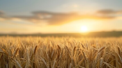 Fototapeta premium A field of golden wheat with a sun in the sky. The sun is setting, casting a warm glow over the field. The scene is peaceful and serene, with the sun's rays illuminating the wheat