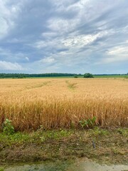 Wheat field 
