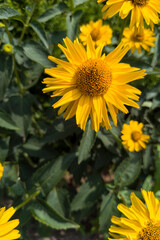 Bright Yellow Flowers in Bloom