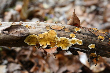 Mushrooms on a rotten tree trunk. Lichen on bark of old tree. Selective focus. Tree trunk on blurred background 