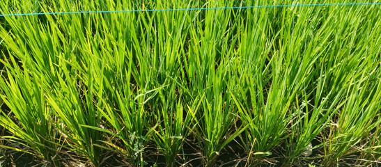 Rice Plants in Rice Fields