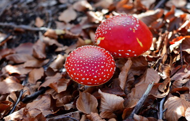 Fly agaric or Fly amanita (Amanita muscaria) is a basidiomycete of the genus Amanita. It is also a Muscimol mushroom. Wild mushrooms