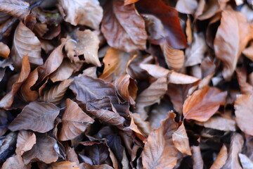 Autumn background - dried brown, red, purple, orange leaves