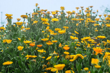 Pot marigold in Northern Blossoms garden in Atok Benguet Philippines.