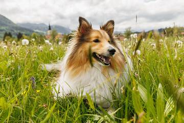 Sheltie Shetland Sheepdog in a spring meadow with dandelions around.