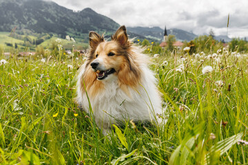 Sheltie Shetland Sheepdog in a spring meadow with dandelions around.