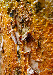 Close-up background of the rough peeling surface of Groundwater stains or raw water that has algae Yellow-red sediment, rust, iron, clinging to the cement pipe, abstract pattern.